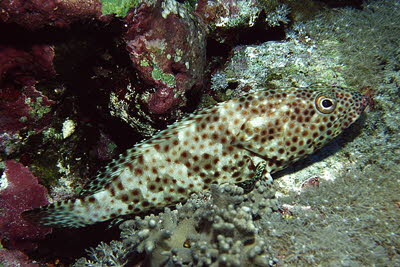 Rotflecken-Zackenbarsch