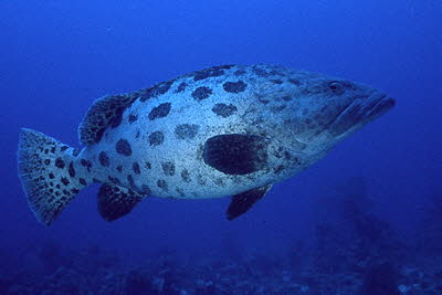 Kartoffel-Zackenbarsch