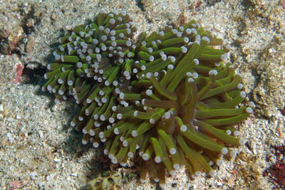 Anemonenkoralle