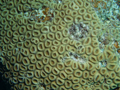 Knopf-Koralle