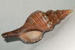 Spindel-Schnecke 