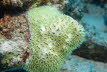 Krnchen-Koralle