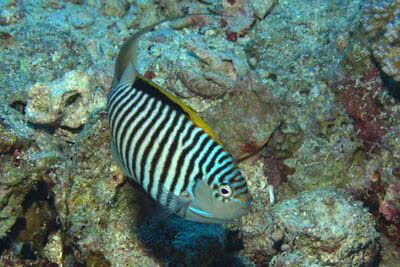 Rotmeer-Lyrakaiser, m�nnl.