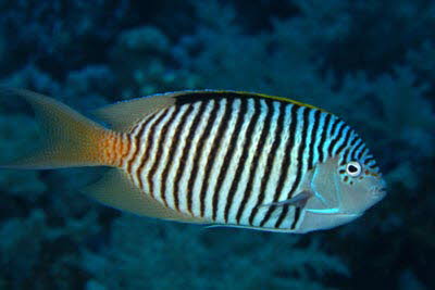 Rotmeer-Lyrakaiser, m�nnl.