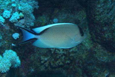 Rotmeer-Lyrakaiser, weibl.