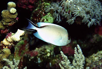 Rotmeer-Lyrakaiser, weibl.