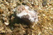 Blaurand-Glossodoris 