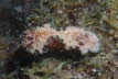 Blaurand-Glossodoris 