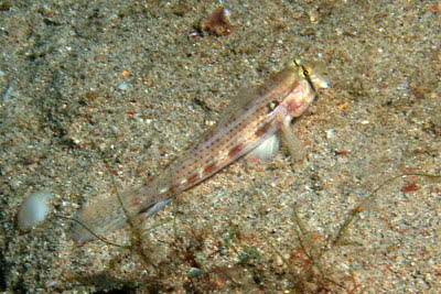 Augenstreifen-Grundel