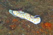 Ring-Chromodoris