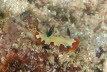 Treue Chromodoris