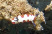 Treue Chromodoris