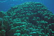 Glatte Margeriten-Koralle