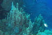 Margeriten-Koralle