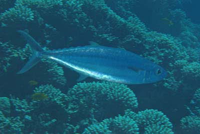 Doppellinien-Makrele