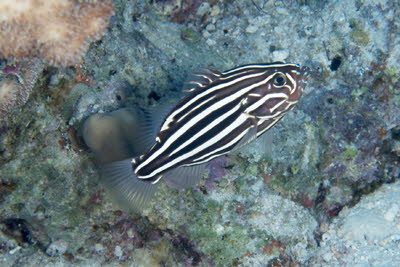 Sechsstreifen-Seifenbarsch