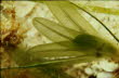 Halophila-Seegras