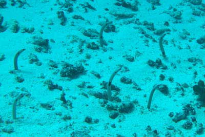 Ohrfleck-R�hrenaal 