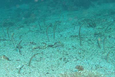 Ohrfleck-R�hrenaal 