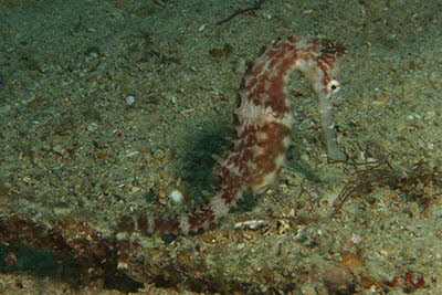 Dorniges Seepferdchen