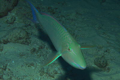 Langnasen-Papagei, m�nnl.