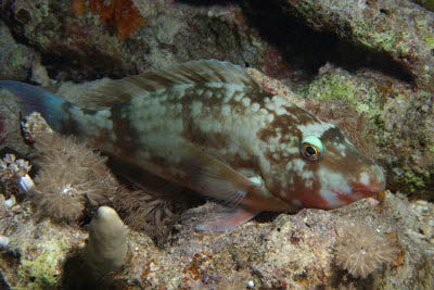 Langnasen-Papagei, weibl.