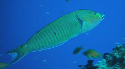 Gestreifter Hechtlippfisch, ad.