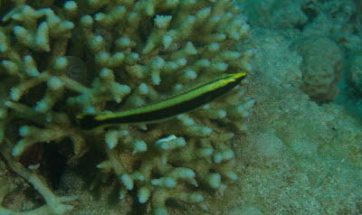 Gestreifter Hechtlippfisch, juv.