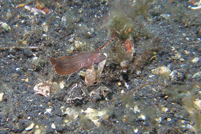 Blauer Schermesserfisch, juv.