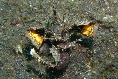 Filament-Teufelsfisch 