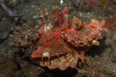 Filament-Teufelsfisch 