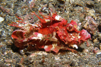 Filament-Teufelsfisch 