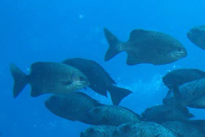 Hochflossen-Ruderfisch