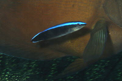 Gemeiner Putzerfisch, juv.