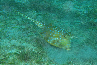 Langhorn-Kofferfisch