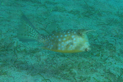 Langhorn-Kofferfisch