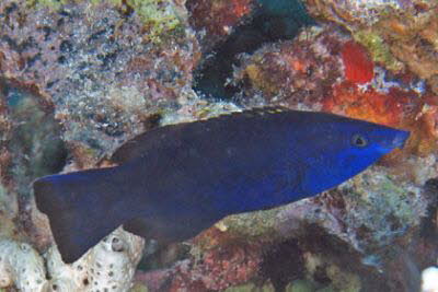 Blauer Rotmeer-Putzer, ad.