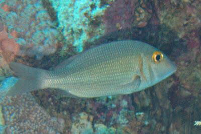 Stumpfnasen-Stra�enkehrer 