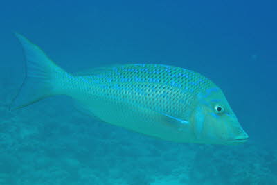Blaustreifen-Stra�enkehrer