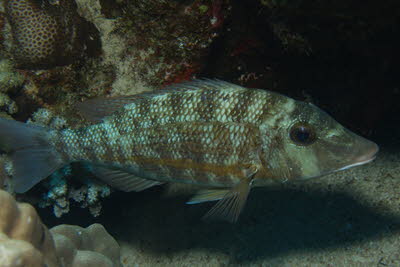 Goldstreifen-Stra�enkehrer