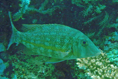 Goldstreifen-Stra�enkehrer