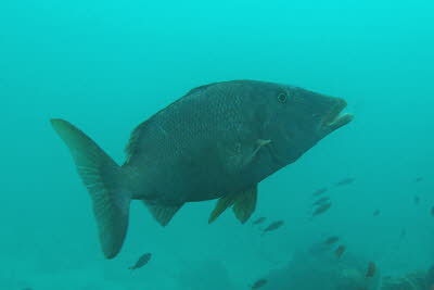 Langschnauziger Stra�enkehrer