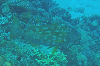 Gesprenkelter Stra�enkehrer