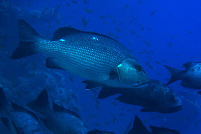 Doppelfleck-Schnapper