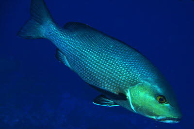 Doppelfleck-Schnapper