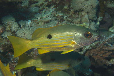 Ehrenbergs Schnapper