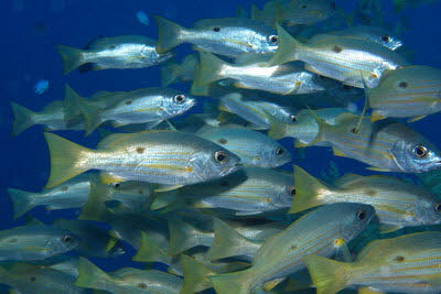 Ehrenbergs Schnapper