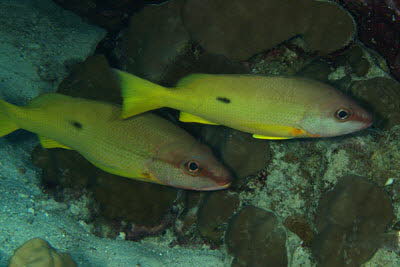 Schwarzfleck-Schnapper