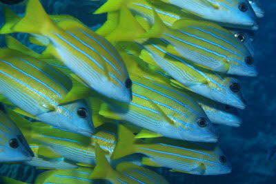 Blaustreifen-Schnapper 