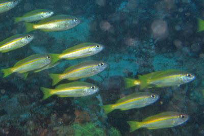 Gro�augen-Schnapper 